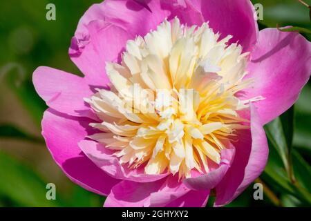 Belle plante fleur en pivoine « bol de beauté » Banque D'Images