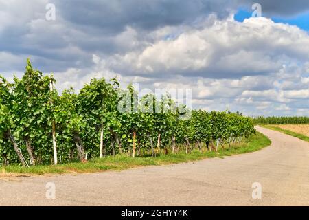 Vignoble avec des rangées de vignes avec des raisins à la fin de l'été Banque D'Images