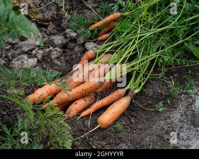 Carottes biologiques fraîchement récoltées au sol. Gros plan. Banque D'Images