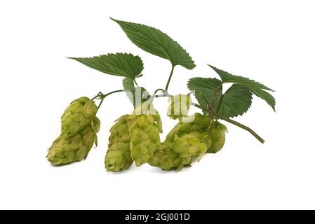 Branche de houblon vert isolée sur fond blanc, composante de la production de bière Banque D'Images