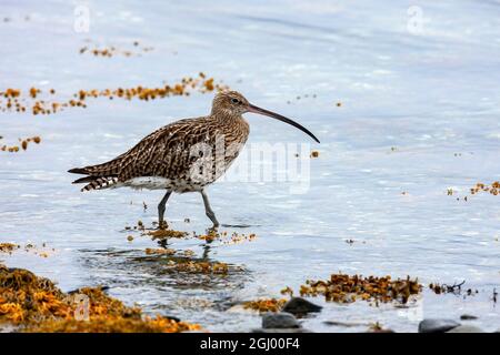 Le Courlis européen ou eurasien (Numenius arquata) se nourrissant dans l'algue au bord d'un loch de mer sur la côte ouest de l'Écosse. Banque D'Images