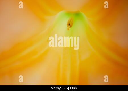 À l'intérieur d'une Brugmansia Sanguinea jaune ou de la trompette d'ange, créant une image florale abstraite. Photo de haute qualité Banque D'Images