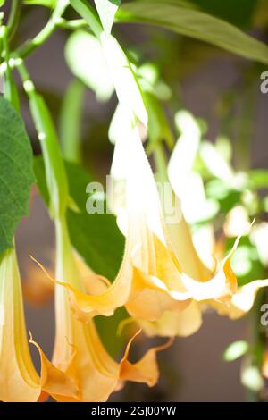 La Brugmansia jaune de grande taille appelée Angels Trumpets ou Datura fleurs flèche de la branche. Plante avec de belles grandes fleurs suspendues est populaire dans les jardins ornementaux, toutes les parties de Brugmansia sont deathly toxiques. Photo de haute qualité Banque D'Images