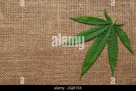 Feuilles de cannabis sur fond de tissu de chanvre grossier Banque D'Images