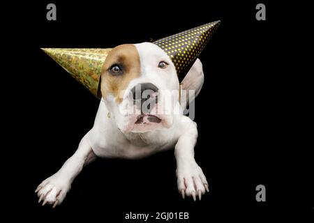 Chien drôle célébrant le nouvel an ou l'anniversaire portant deux chapeaux de fête. Isolé sur fond gris. Banque D'Images