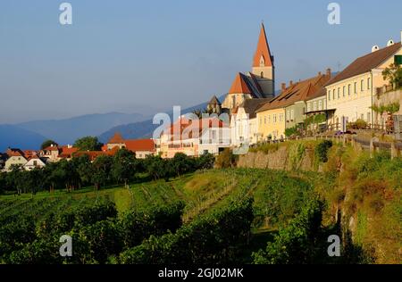 Weissenkirchen, l'église paroissiale, les vignobles et les collines peu après le lever du soleil sur le Danube à Wachau, Basse-Autriche Banque D'Images