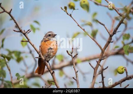 Jeune oiseau redstart (Phoenicurus phoenicurus) assis dans des feuilles vertes et des pommes sur la branche d'arbre sur fond bleu ciel Banque D'Images