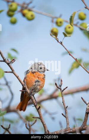 Jeune oiseau redstart (Phoenicurus phoenicurus) assis dans des feuilles vertes et des pommes sur la branche d'arbre sur fond bleu ciel Banque D'Images