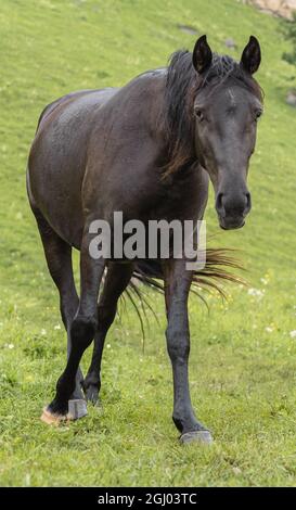 Marron cheval en gros plan. Vue avant. Le cheval regarde dans le cadre. Pâturage de montagne. Le concept de l'élevage Banque D'Images