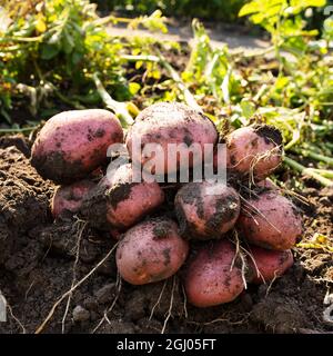 Une brousse de pommes de terre creusée hors du sol, gros plan sur un champ. Banque D'Images