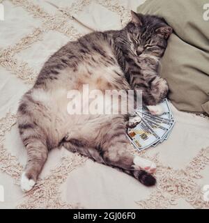 Un Gros Chat Gras Est Couche Avec De L Argent Sur Le Lit Avec Son Ventre Vers Le Haut Photo Stock Alamy