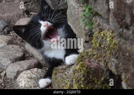 Junge Katze, Allemagne Banque D'Images