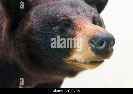 Un gros plan, détail d'un ours noir taxidermy farci exposé au Smithsonian Museum of Natural History. À Washington DC, District de Columbia. Banque D'Images