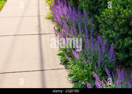 Détail d'une bordure d'un lit de jardin avec des plantes de lavande pourpres en fleur à côté d'un trottoir en béton. À Arlington, Virginie. Banque D'Images