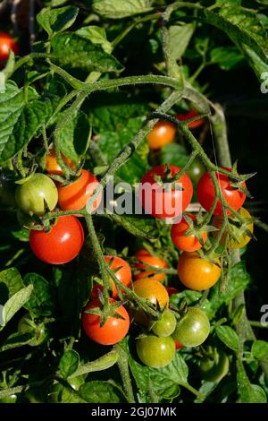 Losetto variété de mûrissement des tomates sur la vigne, UK Banque D'Images