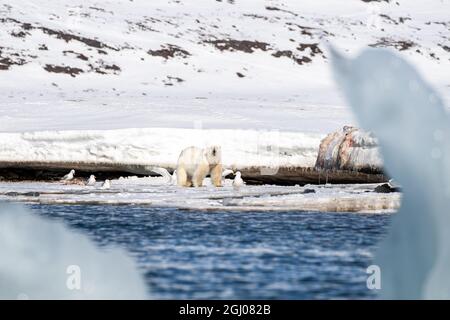 Ours polaire mâle adulte vigilant, ursus maritimus, sur la glace rapide de Svalbard. Il garde sa mort contre les goélands de glaucus. Comme vu par un Banque D'Images