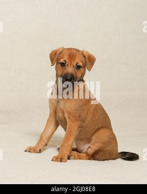 un chiot charmant est assis et regarde avec soin. un petit animal mignon. Chiot de sept semaines Banque D'Images