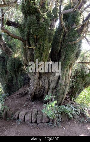 Le Yew Defynnog aurait 5000 ans le plus vieux yew du Royaume-Uni St Cynogs Churchyard Sennybridge pays de Galles Cymru Royaume-Uni Banque D'Images