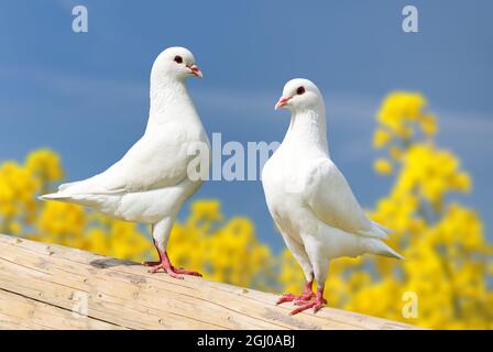 Belle vue de deux pigeons blancs sur la perche avec fond de colza à fleurs jaunes et ciel bleu, pigeon impérial, ducula Banque D'Images