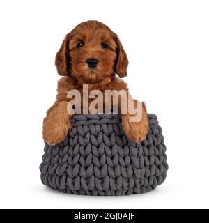 Adorable chiot Cobberdog alias Labradoodle, assis dans un panier tricoté gris avec pattes suspendues sur le bord. En regardant directement vers l'appareil photo. Isolé sur Banque D'Images