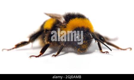 bourdon ou abeille isolée sur fond blanc Banque D'Images