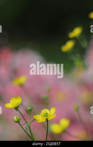 Champ du Texas Buttercup jaune Ranunculus bulbosus - Buttercup bulbeux Banque D'Images