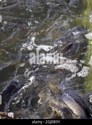 La carpe d'élevage de poissons, les carpes flottent à la surface de l'eau en raison du manque d'oxygène dans l'eau Banque D'Images