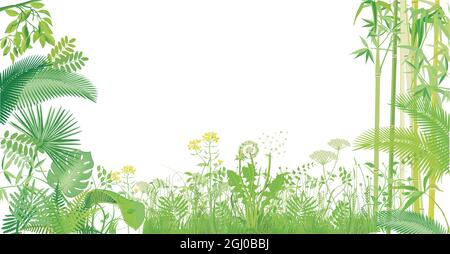 herbes vertes, plantes et bambou isolés sur blanc, illustration Illustration de Vecteur