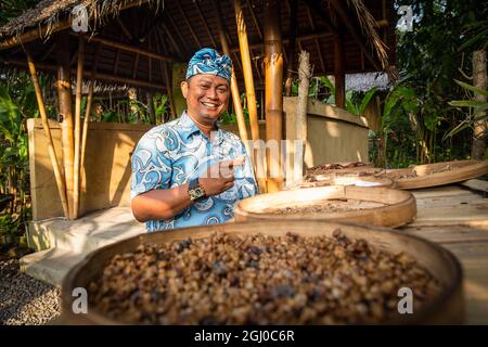 Bali - Indonésie 10.21.2015 - indonésien balinais dans des tissus traditionnels souriant et vérifiant les graines de café luwak Banque D'Images
