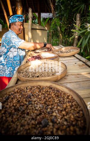 Bali - Indonésie 10.21.2015 - indonésien balinais dans des tissus traditionnels souriant et vérifiant les graines de café luwak Banque D'Images