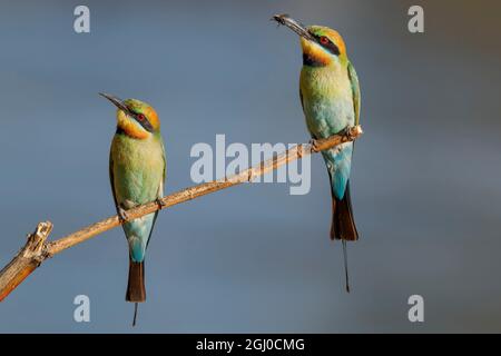 Une paire d'abeilles arc-en-ciel australiennes. Le Rainbow Bee-eater est la seule espèce d'abeille-eater d'Australie. Banque D'Images