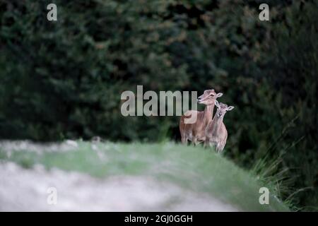 Femelle européenne en mouflon avec chiot au bord de la forêt (Ovis aries musimon) Banque D'Images