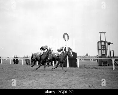 Royal Tan a remporté le Grand National à a Aintree, Liverpool aujourd'hui, par un cou de la ligne Tudor, avec les lézards irlandais troisième. Cinq chevaux ont terminé la course de quatre mille et demi, sur un champ de 29. 27 mars 1954 Banque D'Images