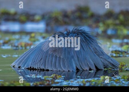 Afrique, Botswana, parc national de Chobe, Héron noir (Egretta ardesiaca) étend les ailes à la chasse à la canopée pour les petits poissons dans la végétation sur la rivière Chobe, à dus Banque D'Images