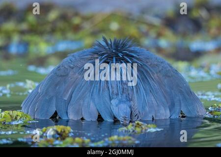 Afrique, Botswana, parc national de Chobe, Héron noir (Egretta ardesiaca) étend les ailes à la chasse à la canopée pour les petits poissons dans la végétation sur la rivière Chobe, à dus Banque D'Images