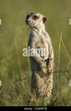 L'Afrique, Botswana, Makgadikgadi Pan National Park, Meerkat (Suricata suricatta) debout dans l'herbe bien verte après saison des pluies dans la région de désert du Kalahari Banque D'Images