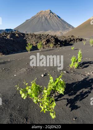 La viticulture traditionnelle dans le Cha de Caldeiras,. Le mont du stratovolcan Pico do Fogo. L'île de Fogo (Ilha do Fogo), qui fait partie du Cap-Vert dans le centre d'Atla Banque D'Images