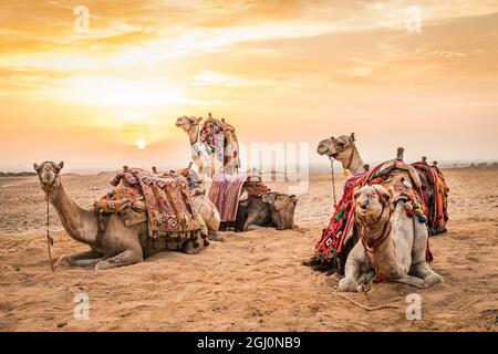 L'Afrique, l'Egypte, Le Caire. Plateau de Gizeh. Des chameaux à les grandes pyramides de Gizeh. Banque D'Images