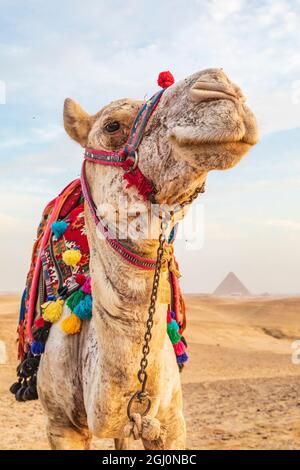 L'Afrique, l'Egypte, Le Caire. Plateau de Gizeh. Camel près de la grande pyramides de Gizeh. Banque D'Images