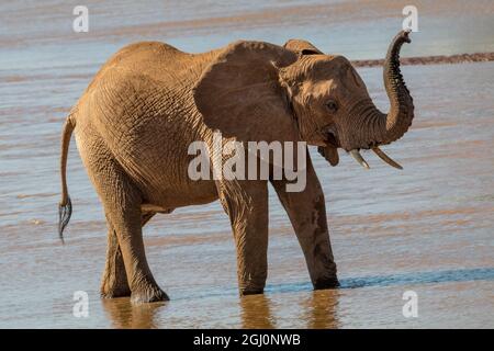 Afrique, Kenya, Samburu, rivière Ewaso ng'iro, éléphant d'Afrique (Loxodonta africana). 2016-08-04 Banque D'Images