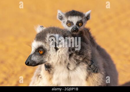 Afrique, Madagascar, Anosy, Réserve Berenty. Citron à queue annulaire, lemur catta. Portrait d'une femme et d'un bébé. Banque D'Images