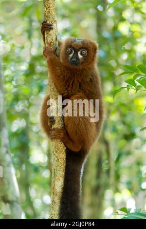 Afrique, Madagascar, lac Ampitabe, réserve de nosy Akanin' ny. Un lémurien mâle à ventre rouge avec ses marques blanches sous les yeux s'accroche à un arbre. Banque D'Images