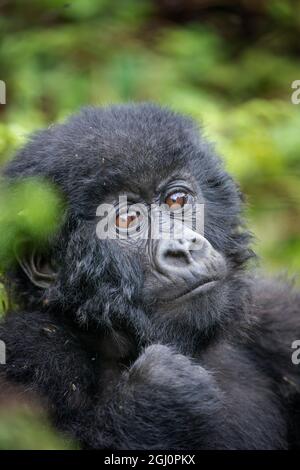 L'Afrique, Rwanda, le Parc National des Volcans, Portrait de bébé gorille de montagne (Gorilla beringei beringei) reposant dans les forêts tropicales dans les montagnes des Virunga Banque D'Images