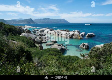 L'Afrique du Sud, Cape Town, Simon's Town, la plage de Boulders. Colonie de pingouins africains (Spheniscus demersus). Banque D'Images
