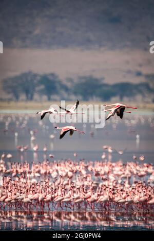 Les flamants moins importants se reposent et se nourrissent dans le lac Magadi à l'intérieur du cratère de Ngorongoro, en Tanzanie. Banque D'Images