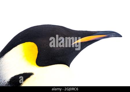 Snow Hill Island, Antarctique. Gros plan sur le côté pingouin de l'empereur avec un fond blanc total. Banque D'Images