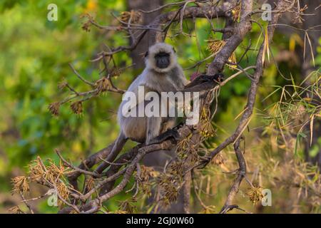 L'Asie. L'Inde. Gray langur, ou langur Hanuman (Semnopithecus animaux singe) à la Réserve de tigres de Bandhavgarh Banque D'Images