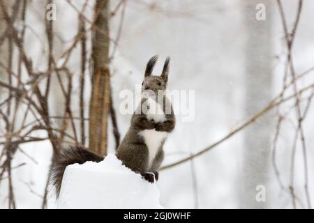 Asie, Japon, Hokkaido, Lac Kussharo, écureuil roux, Sciurus vulgaris. Portrait d'un écureuil rouge dans la neige. Banque D'Images