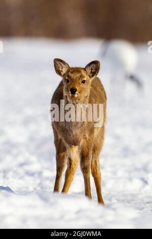 Asie, Japon, Hokkaido, Kushiro, Akan International Crane Centre, sika Deer, Cervus Nippon. Portrait d'un jeune cerf de sika. Banque D'Images