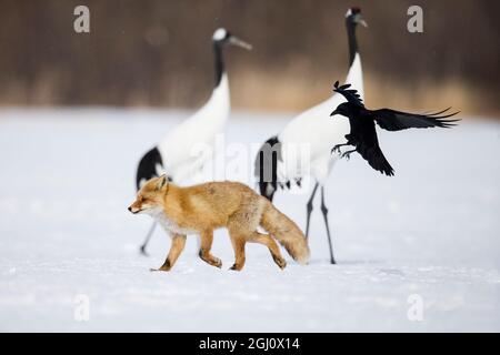 Asie, Japon, Hokkaido, Kushiro, Centre international de grue d'Akan, renard roux japonais, Vulpes vulpes japonica, grue à couronne rouge, Grus japonensis, charrion Banque D'Images